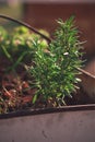 Rosemary plant in a rusty grape harvest bucket