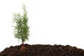 Rosemary plant in soil - visible root