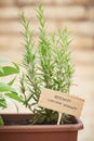 Rosemary plant on urban garden Royalty Free Stock Photo