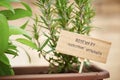 Rosemary plant on urban garden Royalty Free Stock Photo