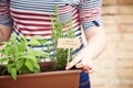 Rosemary plant on urban garden