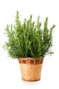 Rosemary plant in vase