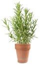 Rosemary in vase Royalty Free Stock Photo