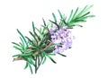 Rosemary plant Watercolor illustration isolated