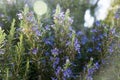 Rosemary plant in wild flower Royalty Free Stock Photo