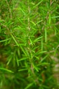 Rosemary plants Royalty Free Stock Photo