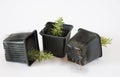 Rosemary (rosmarinus)cuttings rooted