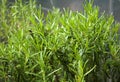 Rosemary (Rosmarinus officinalis)