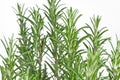 Rosemary (Rosmarinus officinalis)