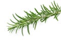 Rosemary (Rosmarinus officinalis)