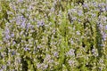 Rosemary (Rosmarinus officinalis)) Background