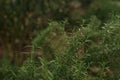 rosemary, Rosmarinus officinalis close up Royalty Free Stock Photo