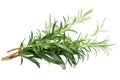 Rosemary Rosmarinus officinalis, paths