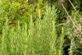 Rosemary or Rosmarinus Officinalis plant in Zurich in Switzerland Royalty Free Stock Photo