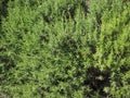 Rosemary Rosmarinus plant