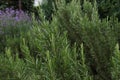 Rosemary - Rosmarinus officinalis