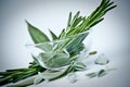 Rosemary and sage Royalty Free Stock Photo