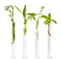 Rosemary, sage, thyme and mint are fresh, in test tubes with water.