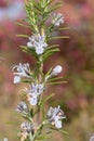 Rosemary salvia rosmarinus Royalty Free Stock Photo