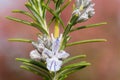 Rosemary salvia rosmarinus Royalty Free Stock Photo