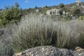 Rosemary santolina, Santolina rosmarinifolia Royalty Free Stock Photo