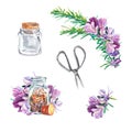 Rosemary set with large purple flowers on a white background. Twig, scissors, transparent jar, flower. Watercolor illustration of Royalty Free Stock Photo