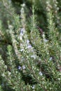 A rosemary shrub with flowers