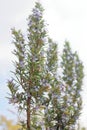 Rosemary shrub in an urban garden Royalty Free Stock Photo