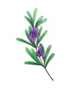 Rosemary sketch watercolor with flowers isolated on white background. Royalty Free Stock Photo