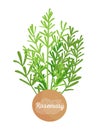 Rosemary Spice and Label, Vector Illustration