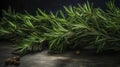 Rosemary spice is lying on old dark wooden table. Fresh twigs green spice ready for use. Close-up