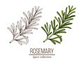 Rosemary, spice and medical herb