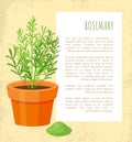 Rosemary Spice Poster and Text Vector Illustration