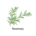 Rosemary spice - vector illustration in flat design isolated on white background.