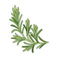 Rosemary spice vector realistic colored botanical illustration