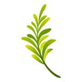 Rosemary spices icon, cartoon style