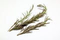 Rosemary spices Royalty Free Stock Photo