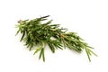 Rosemary Sprig Royalty Free Stock Photo