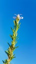 Rosemary sprig with flowers isolated in blue sky Royalty Free Stock Photo