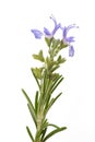 Rosemary sprig in flowers Royalty Free Stock Photo