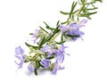 Rosemary sprig in flowers Royalty Free Stock Photo