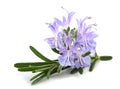 Rosemary sprig in flowers Royalty Free Stock Photo