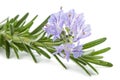 Rosemary sprig in flowers Royalty Free Stock Photo