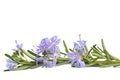 Rosemary sprig in flowers Royalty Free Stock Photo