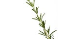 Rosemary sprig isolated on white background with copy space Royalty Free Stock Photo