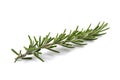 Rosemary sprig isolated Royalty Free Stock Photo