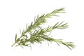 Rosemary sprigs