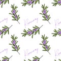 Rosemary sprigs with flowers, pattern with inscription and hand-drawn branch, Provencal style. On a white background.