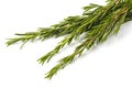 Rosemary sprigs