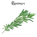 Rosemary sprigs